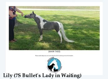 Lily (7S Bullet's Lady in Waiting)